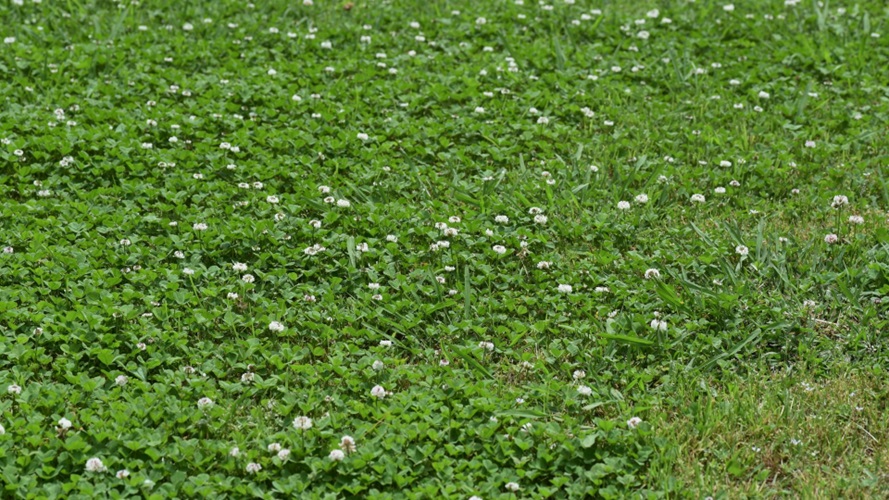 Remove White Clover from Your Lawn