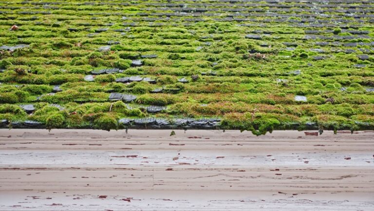 Safely Remove Moss from Your Roof