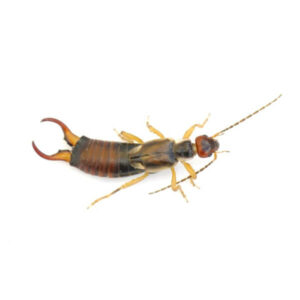 earwig-on-white