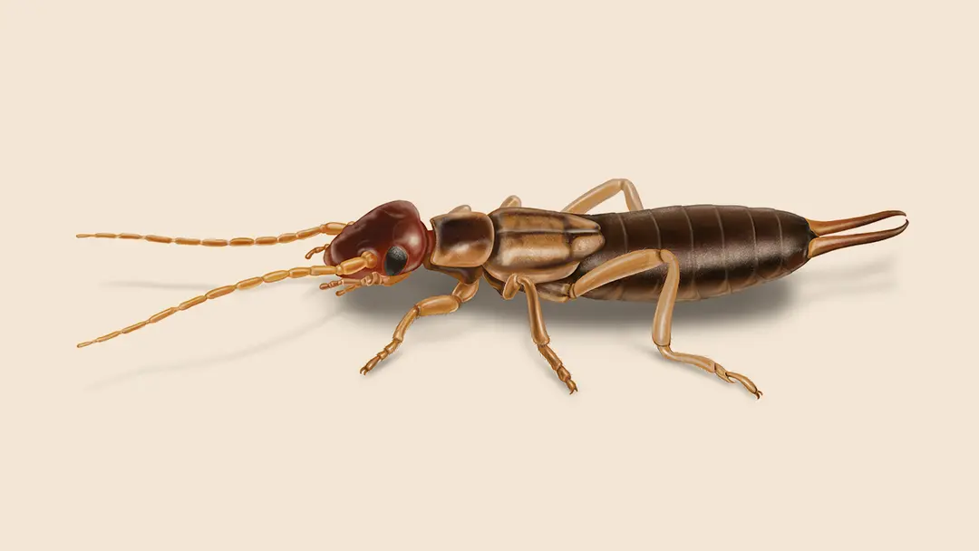 earwig pest